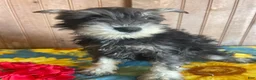 Miniature Schnauzer dogs for sale: Matilda - Ad 4