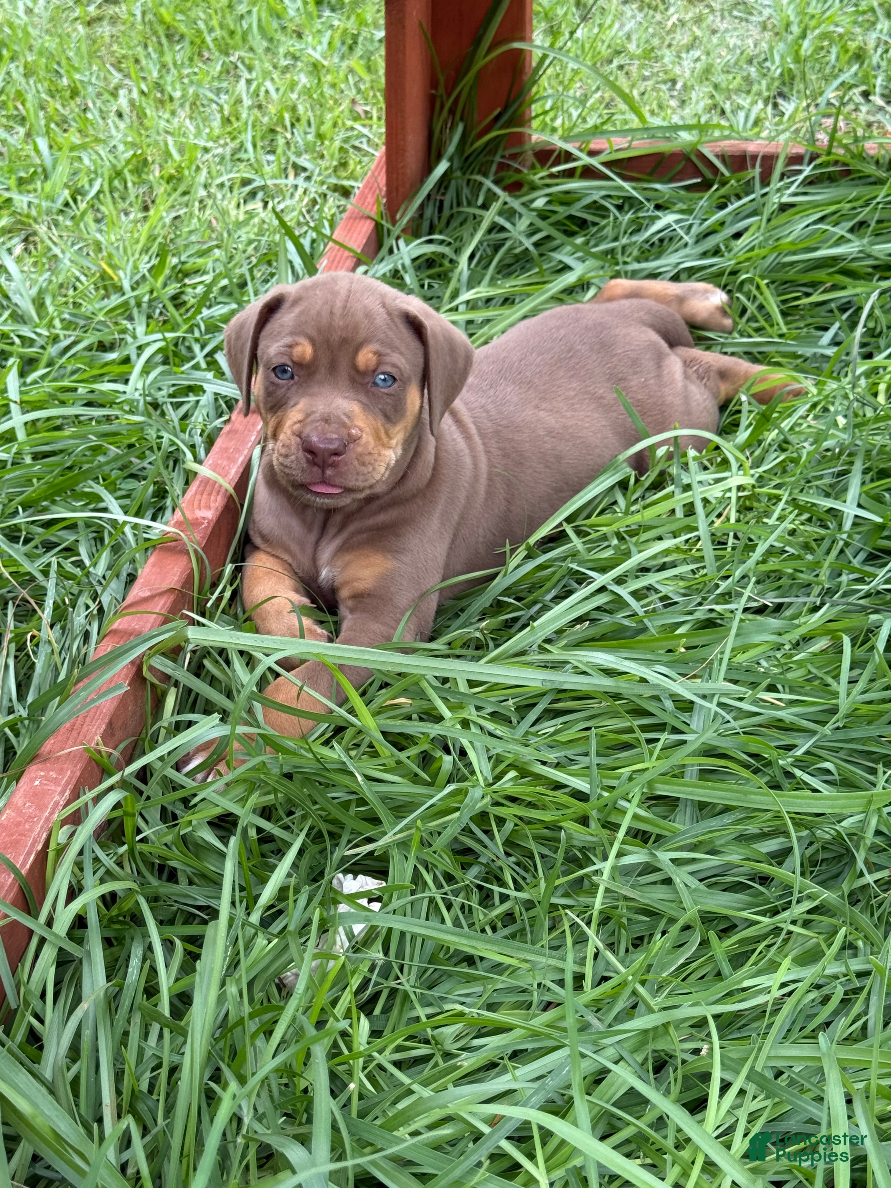 Catahoula Leopard Dog dogs Red Girl - Ad 1