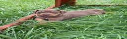 Catahoula Leopard Dog dogs for sale: Red Girl - Ad 3