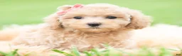 Toy Poodle dogs for sale: Sparkle AKC - Ad 7
