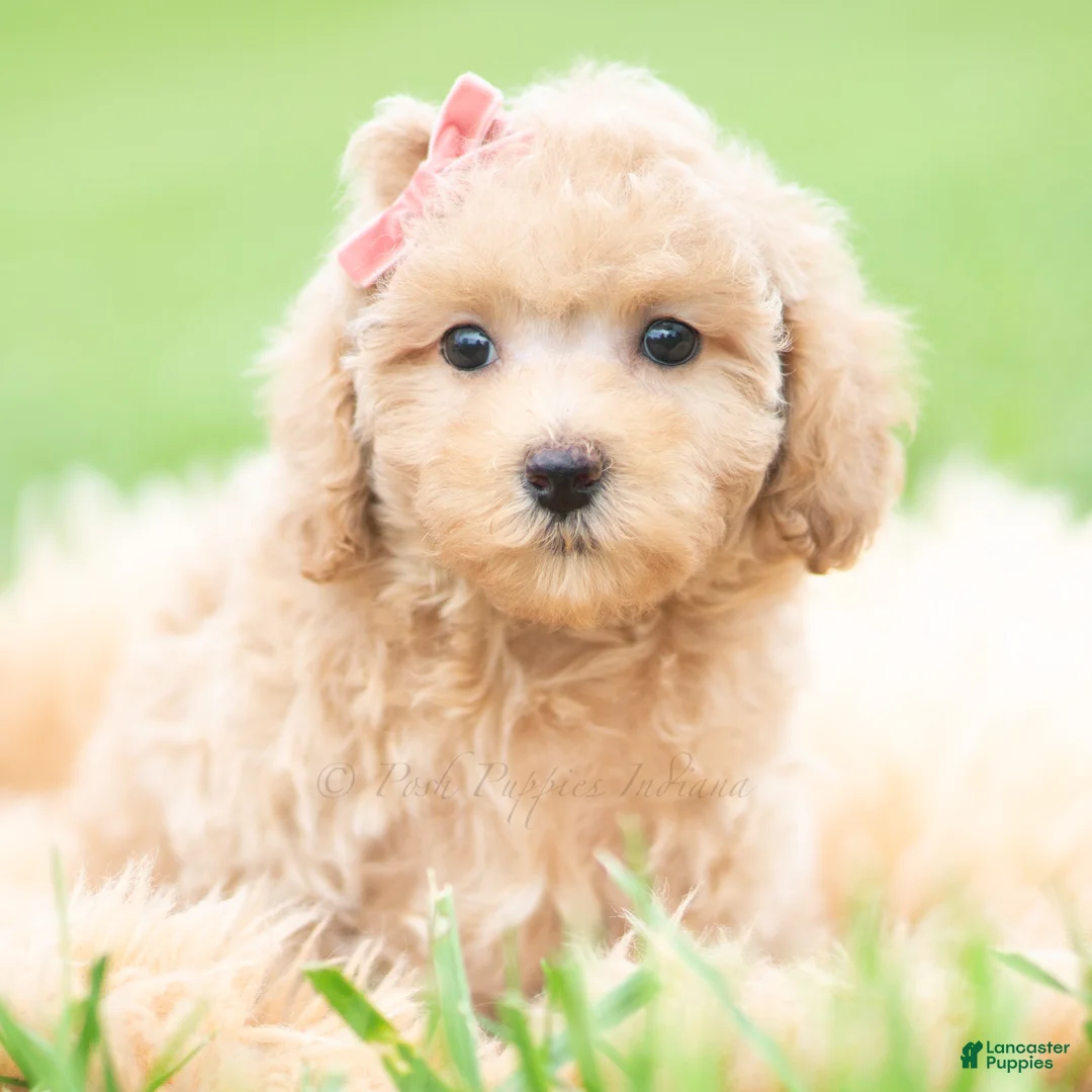 Toy Poodle dogs for sale: Sparkle AKC - Ad 7