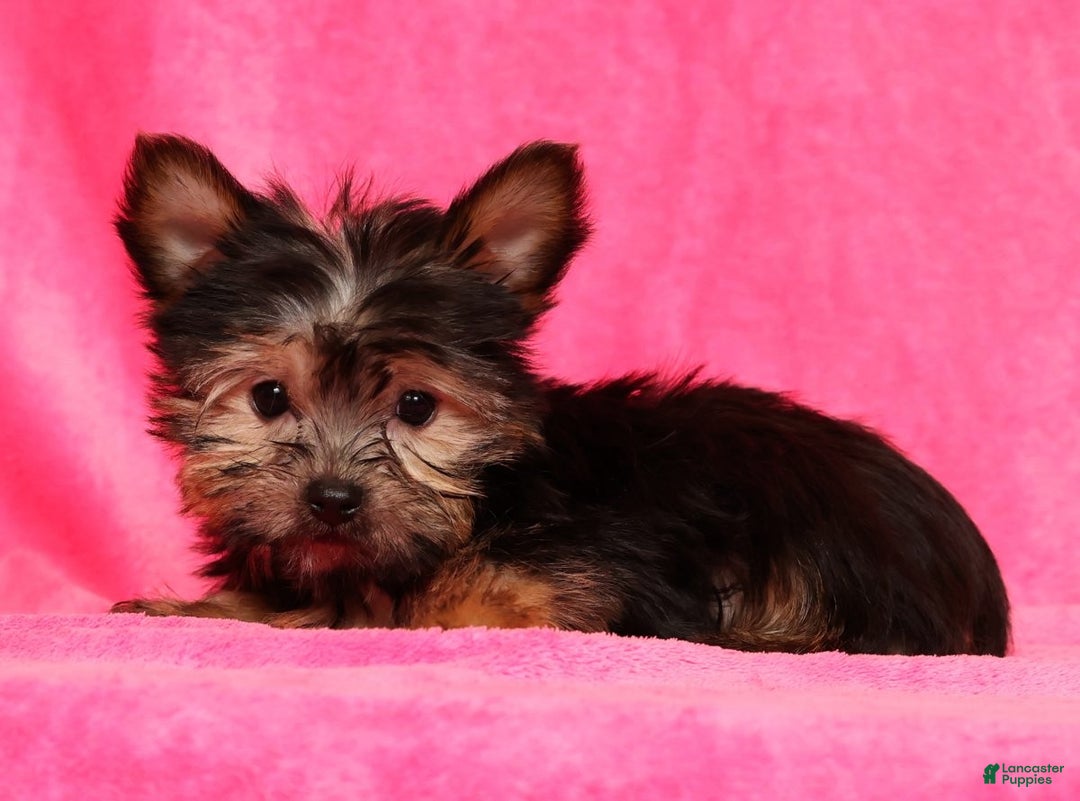 Yorkshire Terrier dogs for sale: Buddy - Ad 5