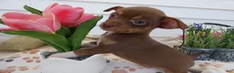 Chihuahua dogs for sale: Chihuahua Puppy 6 Sabrina - Ad 1