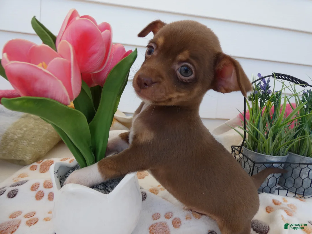 Chihuahua dogs for sale: Chihuahua Puppy 6 Sabrina - Ad 1