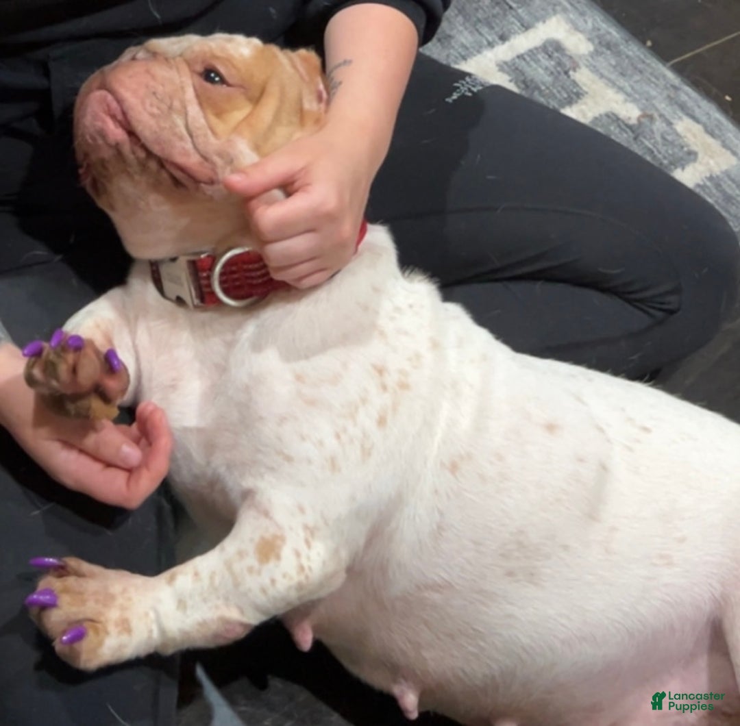 American Bully dogs for sale: Harley - Ad 2