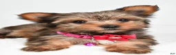 Yorkshire Terrier dogs for sale: Jana - Ad 4