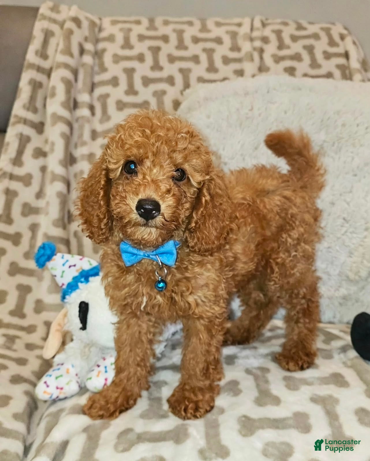 Miniature Poodle dogs for sale: Archie-Potty and Crate Training/Parents Health Tested - Ad 2
