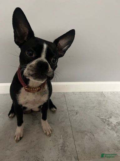 Gallery Image {{count}}