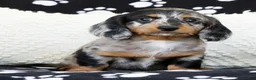 Miniature Dachshund dogs for sale: Leo - Ad 6