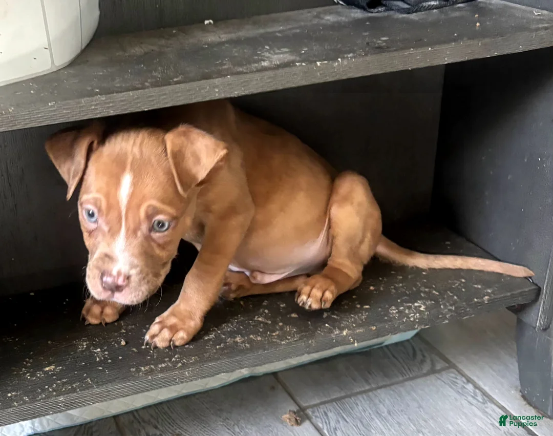American Bully dogs for sale: "LUDACRIS" MERLE LILAC PUP - Ad 2