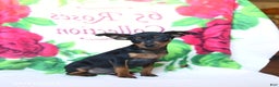 Miniature Pinscher dogs for sale: Duncan - Ad 3