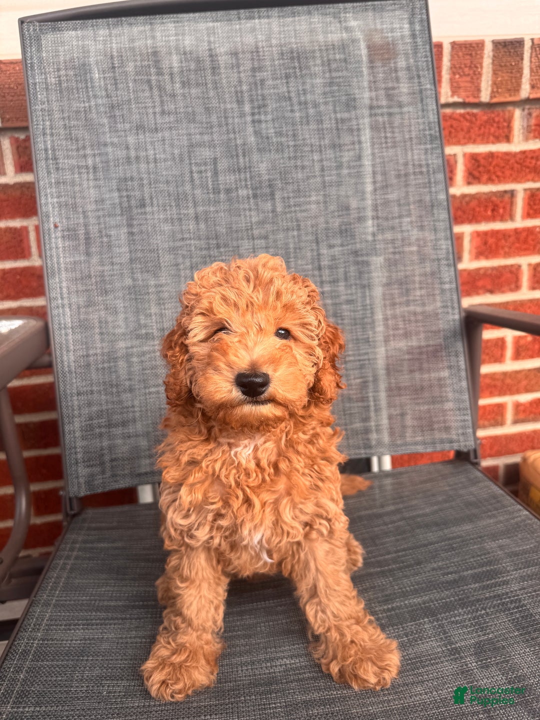 Toy Poodle dogs for sale: Ramses - Ad 2