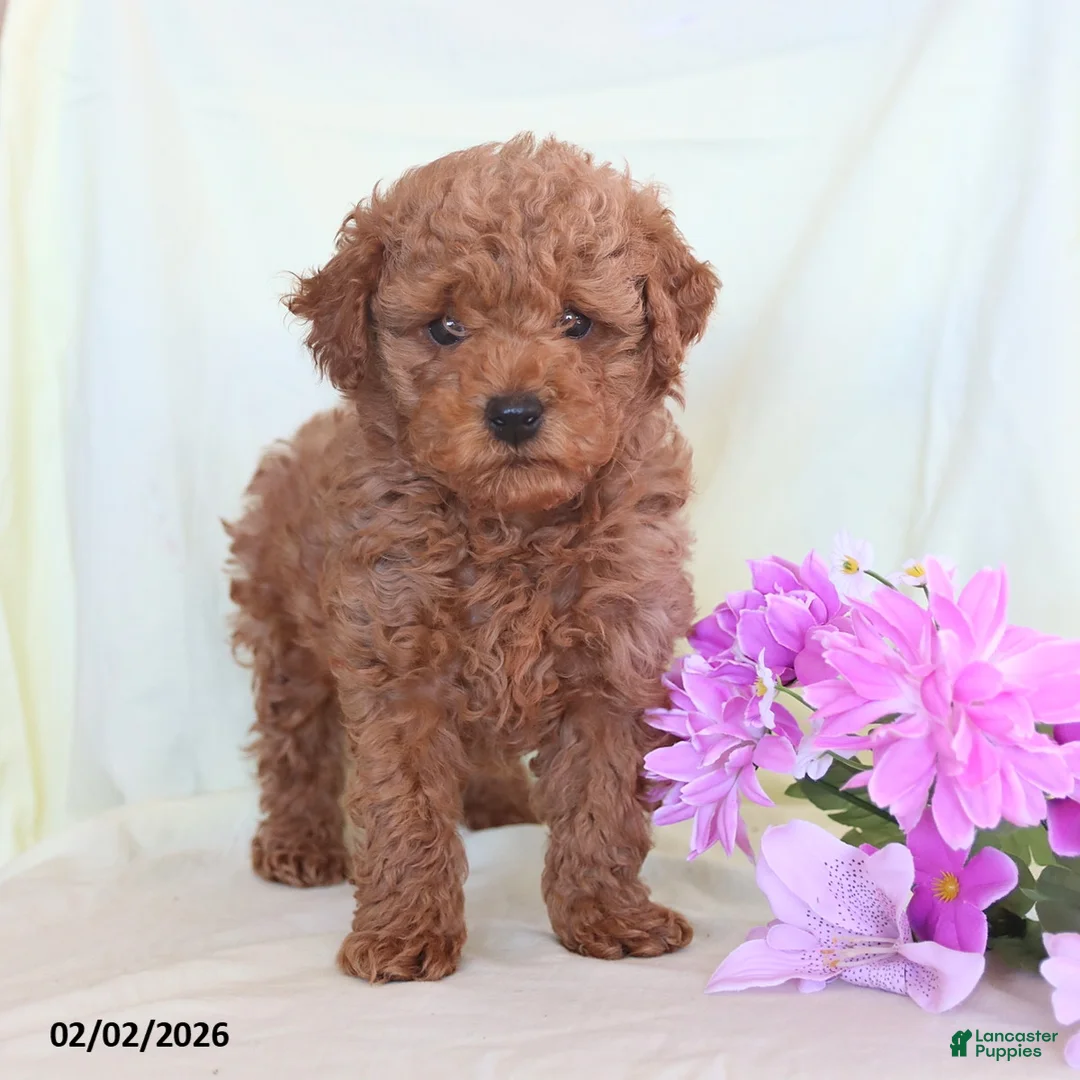 Toy Poodle dogs for sale: Oliver - Ad 1