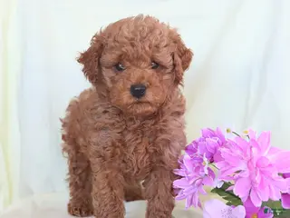 Toy Poodle dogs Oliver - Ad 9