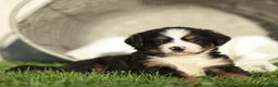 Bernese Mountain Dog dogs for sale: Jack Bernese Mountain Dog  - Ad 4