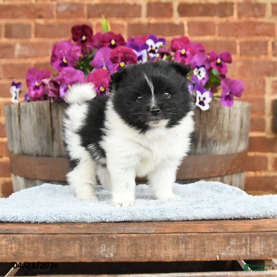 Pomeranian dogs Spencer - Ad 1