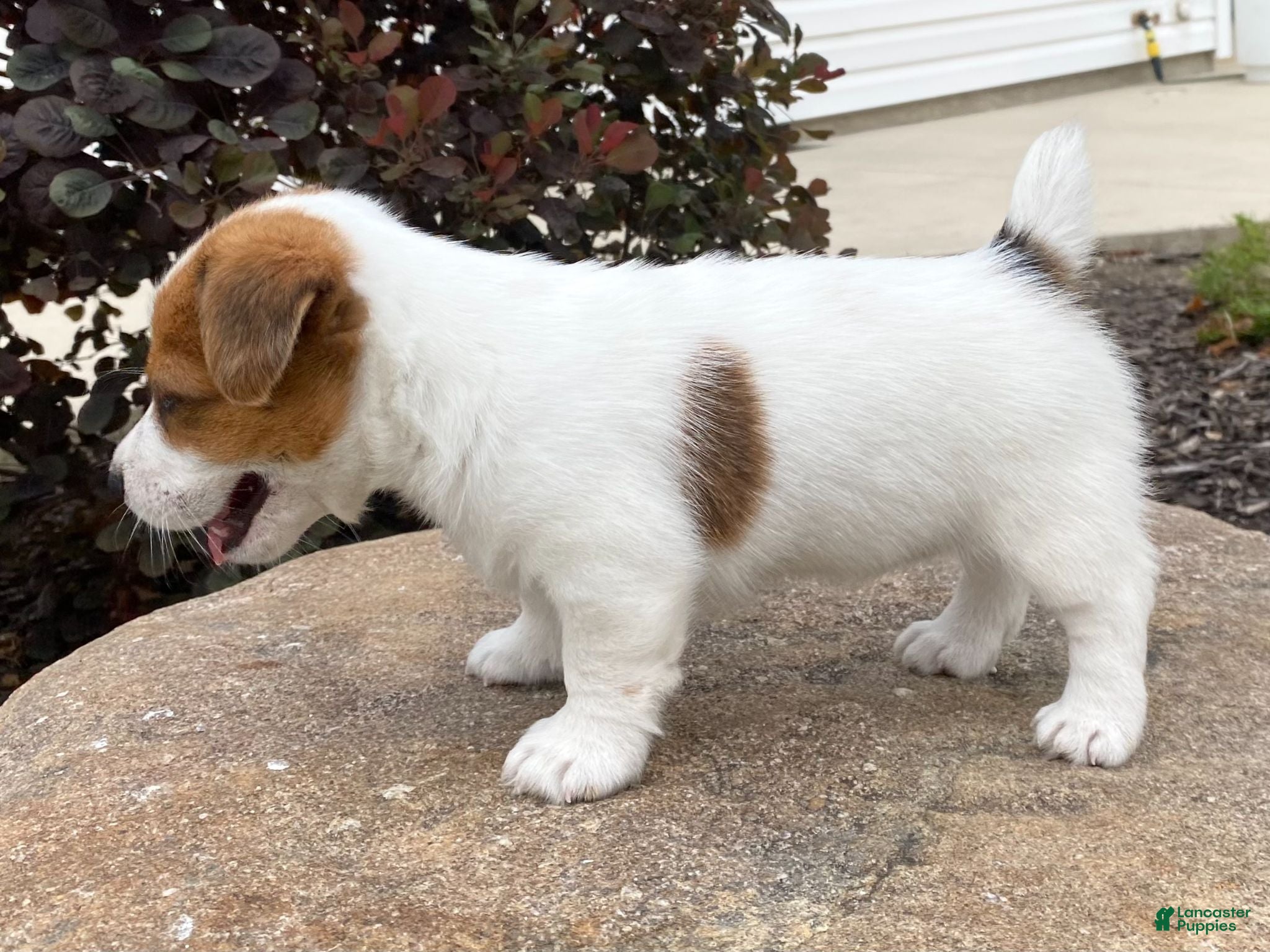 Jack Russell Terrier dogs Tallie - Ad 2