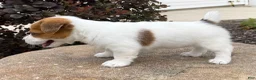 Jack Russell Terrier dogs for sale: Tallie - Ad 2