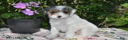 Miniature Poodle dogs for sale: Kari - Ad 3