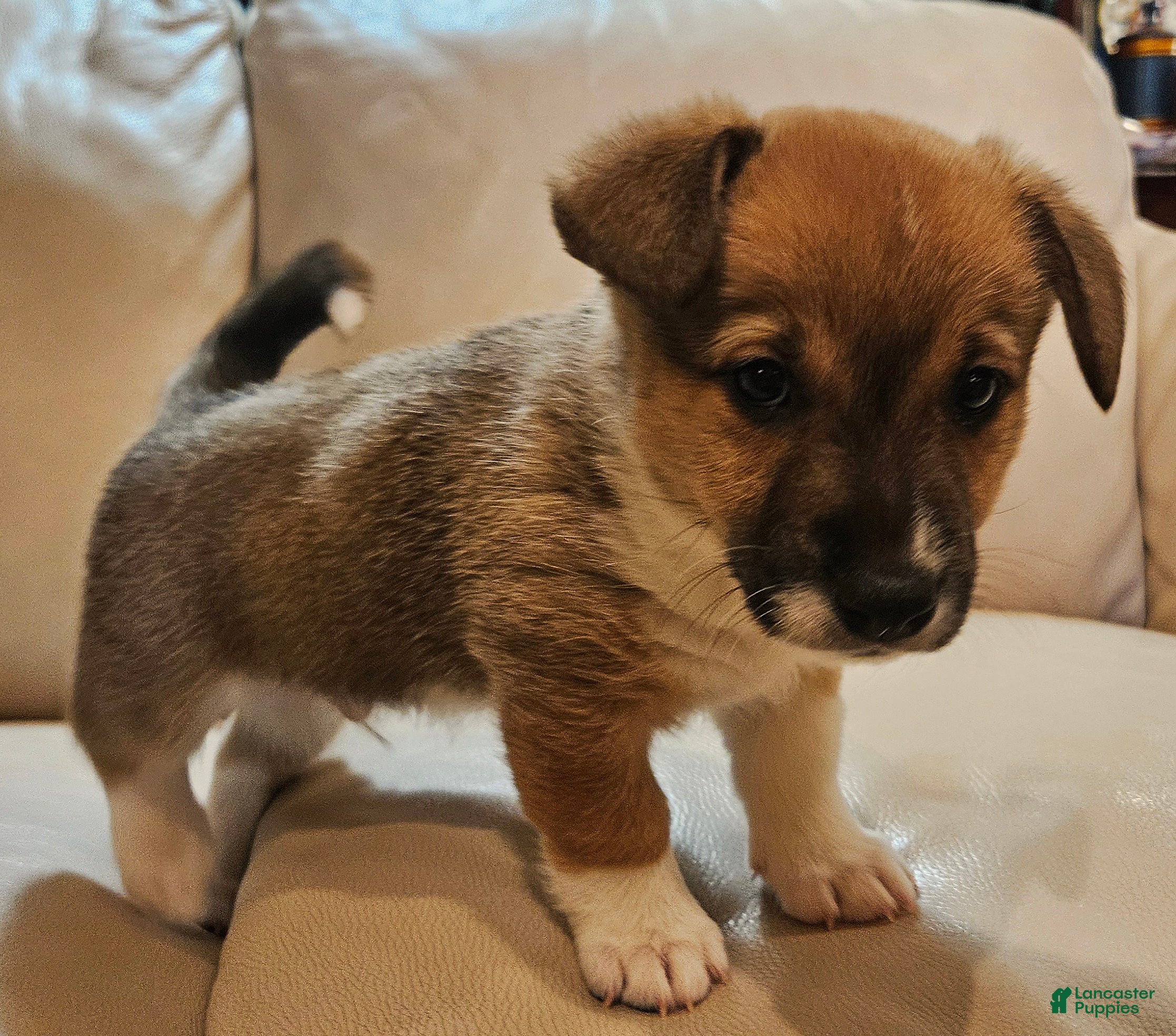 Mixed Breed dogs Rocky Balboa - Ad 27