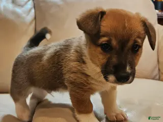 Mixed Breed dogs Rocky Balboa - Ad 27