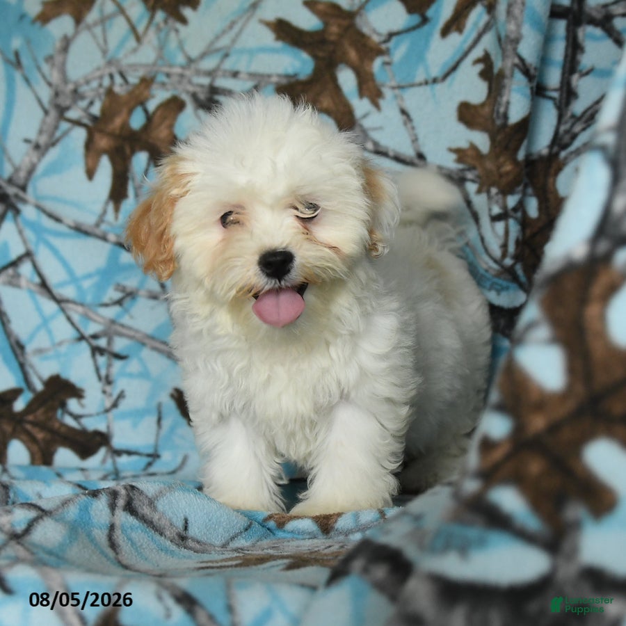 Mixed Breed dogs Una  - Ad 2