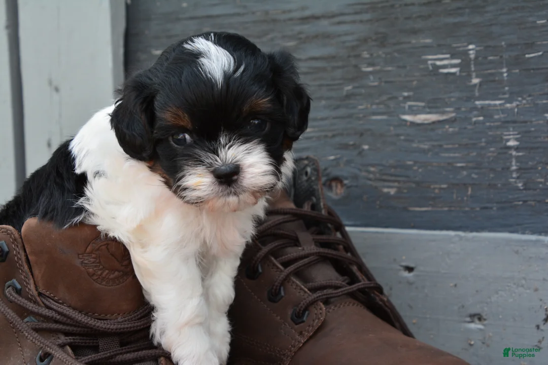 Shihpoo dogs for sale: Panda - Ad 2
