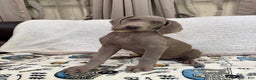 Weimaraner dogs for sale: Tan - Ad 2