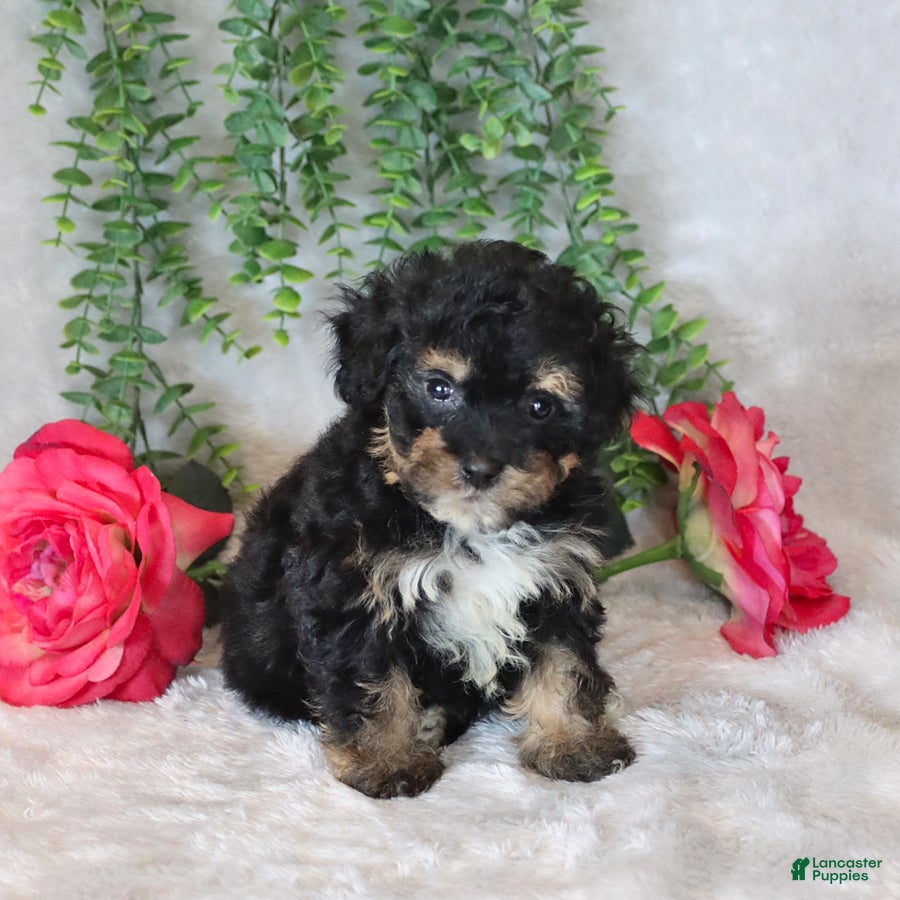 Havapoo dogs Lolly - Ad 2