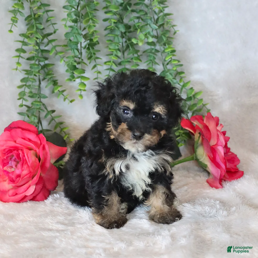 Havapoo dogs for sale: Lolly - Ad 2