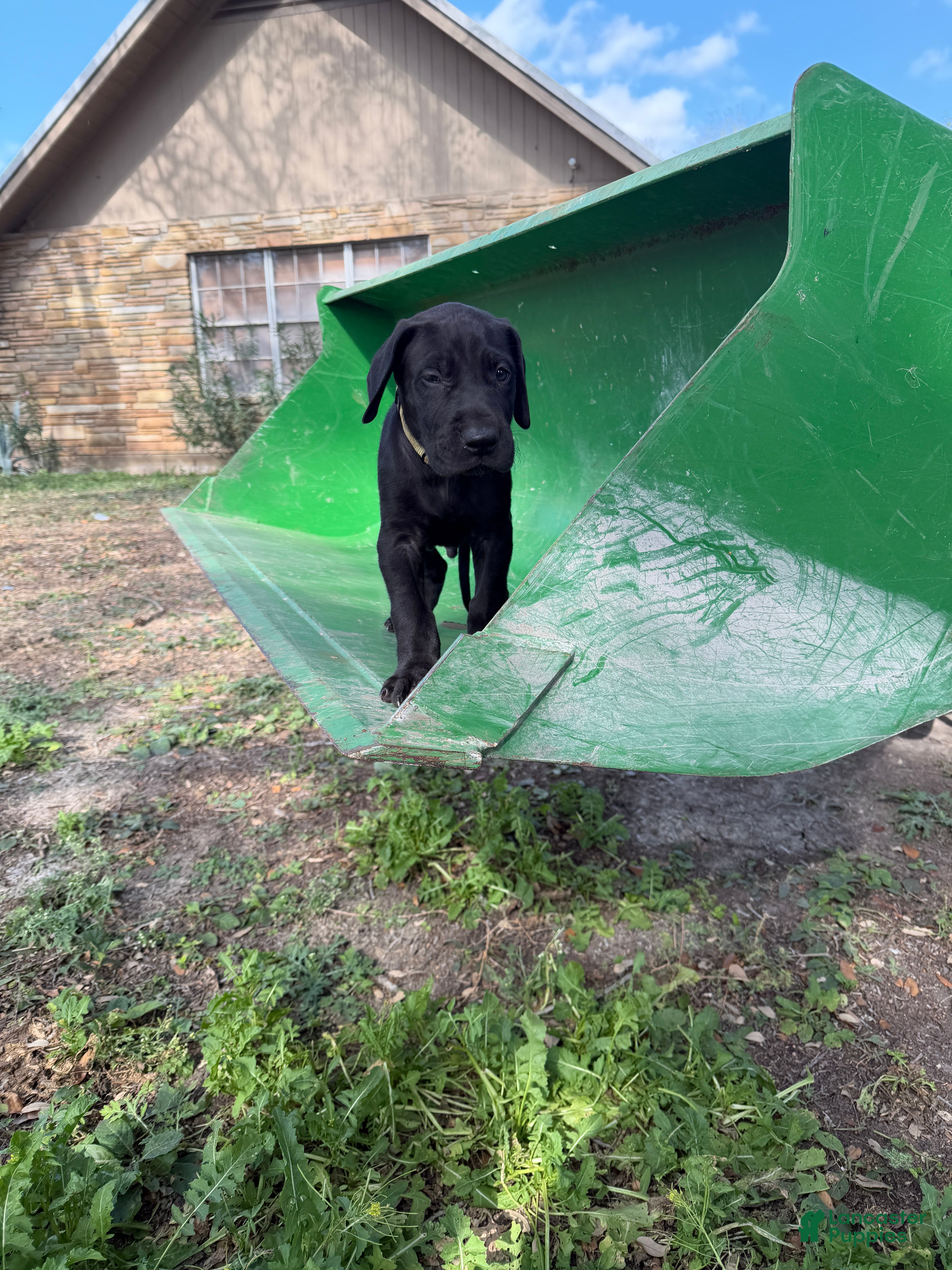 Great Dane dogs Dozer  - Ad 14