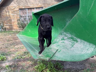 Great Dane dogs Dozer - Ad 9