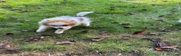Pomeranian dogs for sale: Pomeranian 1 - Ad 1