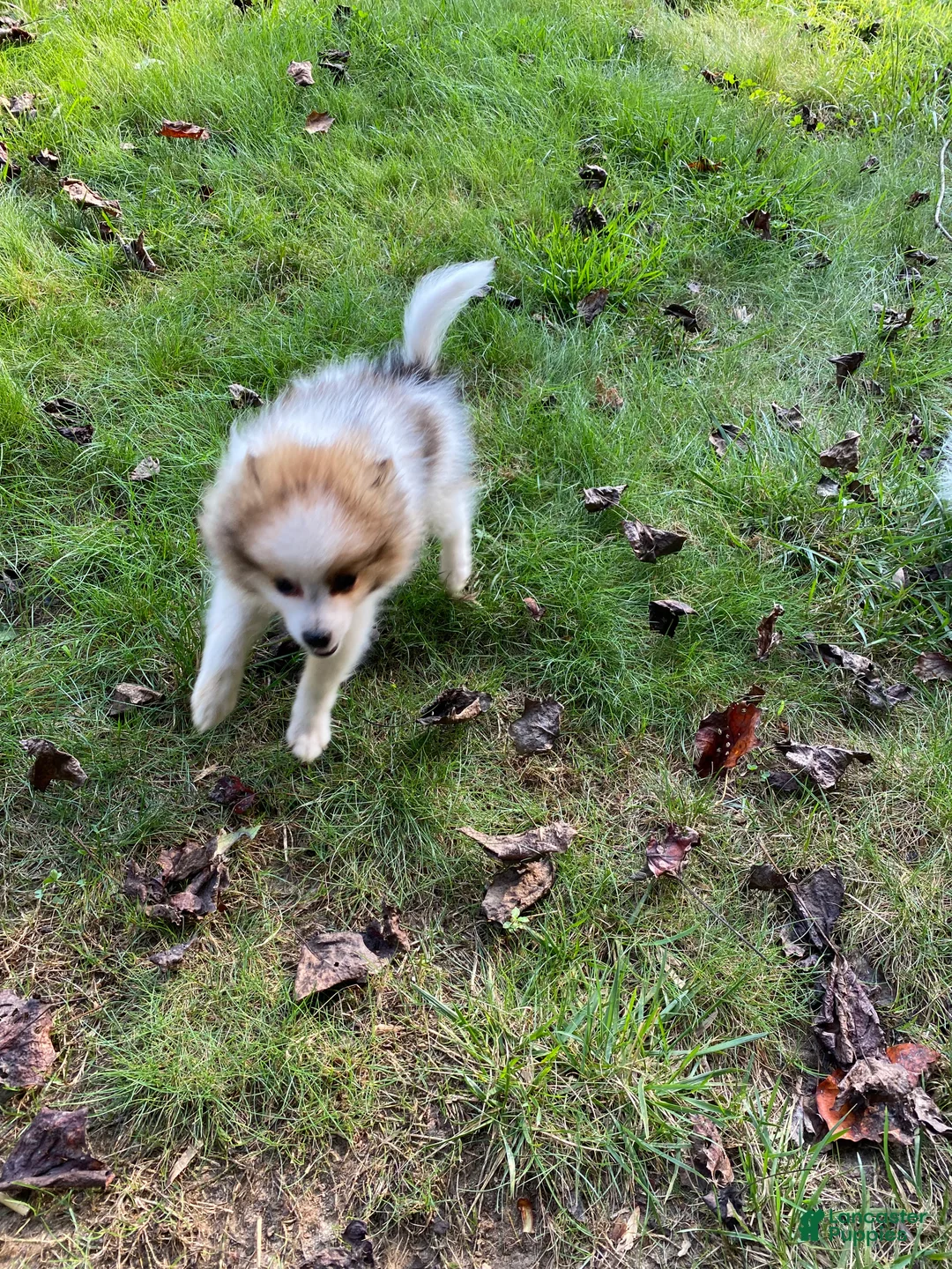 Pomeranian dogs for sale: Pomeranian 1 - Ad 1