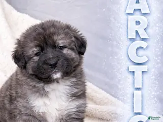 Caucasian Shepherd Dog dogs Arctic~ Caucasian Shepherd Dog Puppy 2 - Ad 3