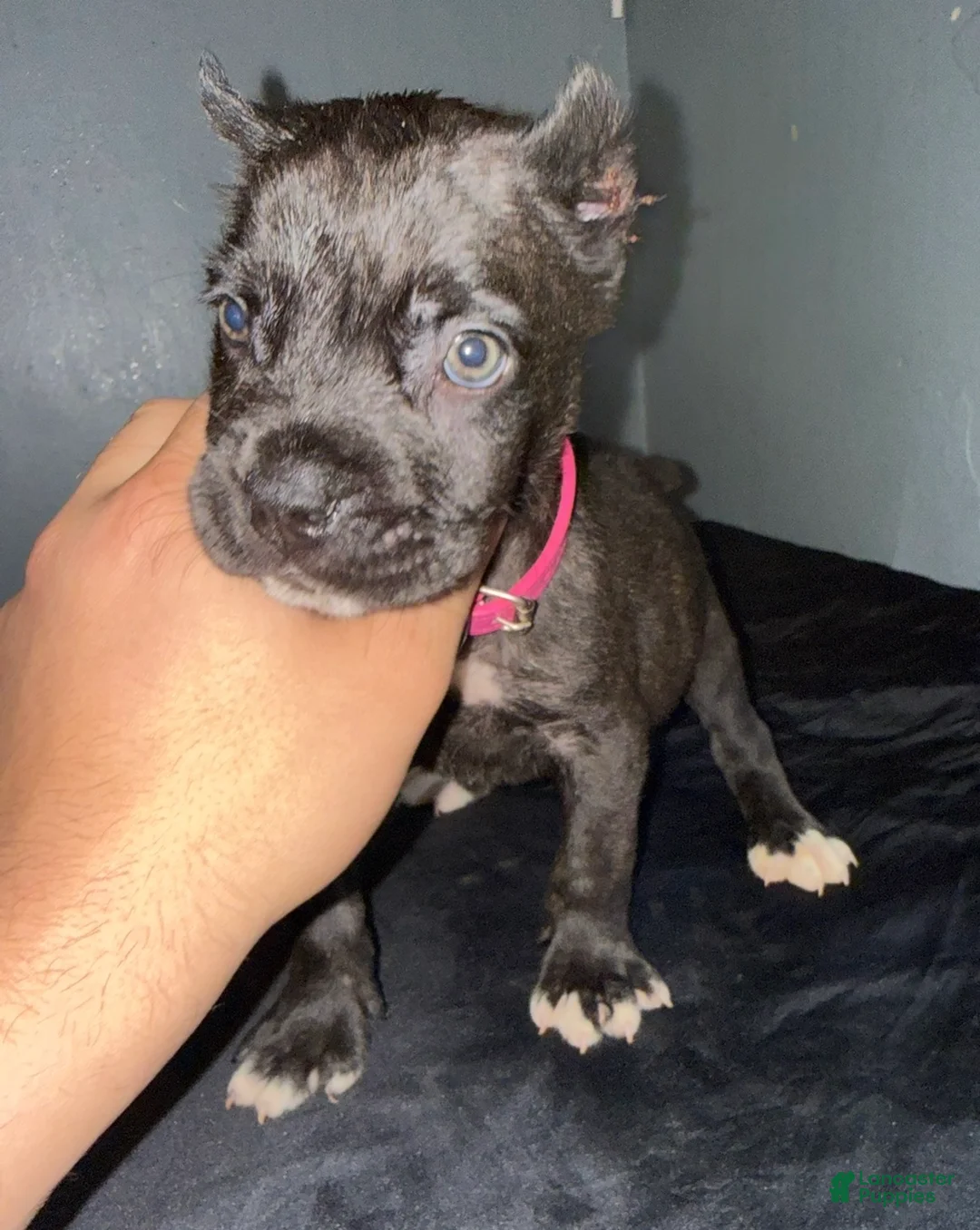 Cane Corso dogs for sale: Sapphire  - Ad 2