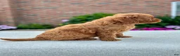 Cavapoo dogs for sale: Joey 104875 - Ad 7
