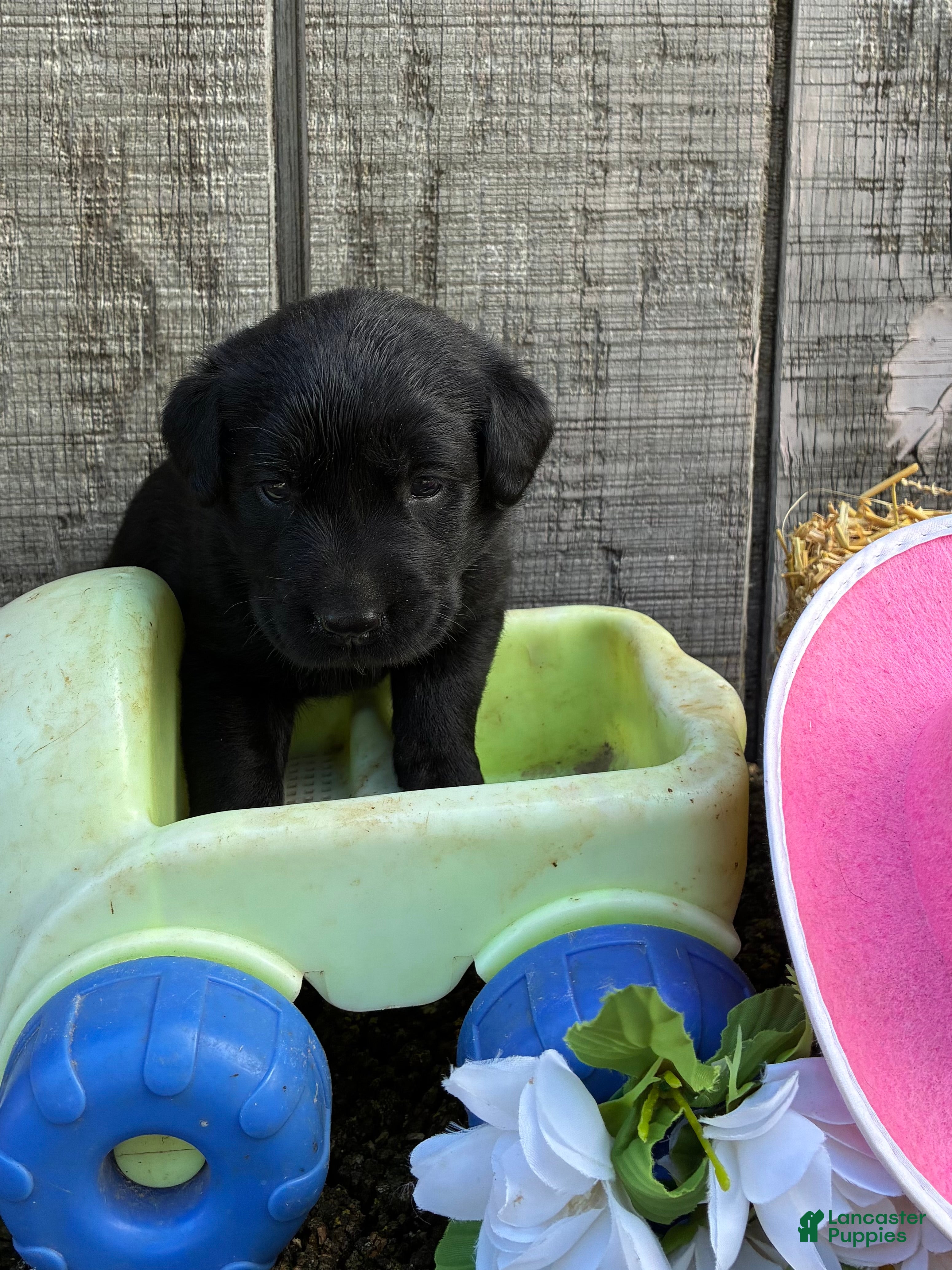 Labrador Retriever dogs Labrador Retriever 6 - Ad 1