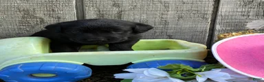 Labrador Retriever 6
