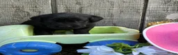 Labrador Retriever dogs for sale: Labrador Retriever 6 - Ad 1