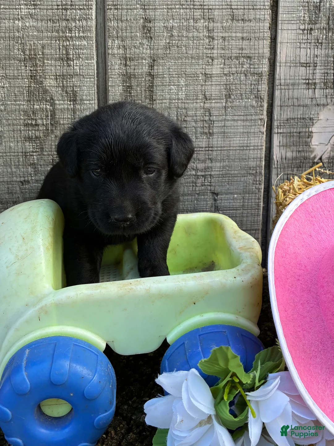 Labrador Retriever dogs for sale: Labrador Retriever 6 - Ad 1