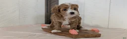 Cavapoo dogs for sale: River - Ad 10