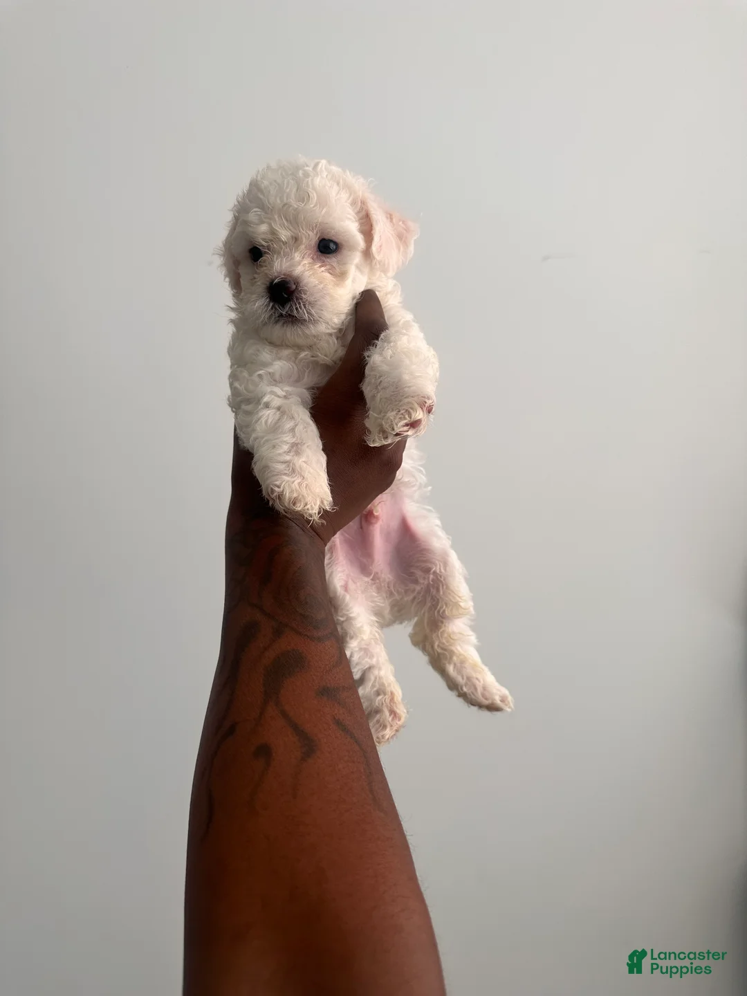 Bichpoo dogs for sale: Bichpoo 3 - Ad 1