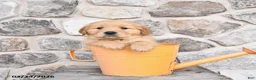 Golden Retriever dogs for sale: Dixie - Ad 3