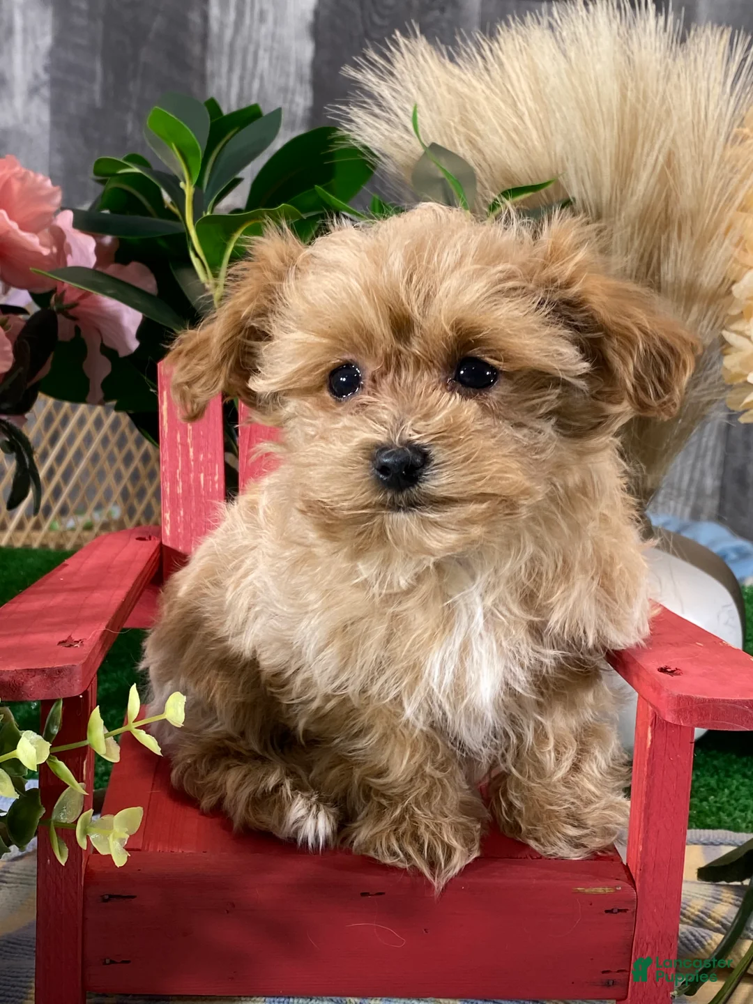 Maltipoo dogs for sale: Maggie - Ad 1