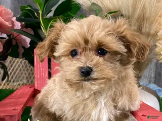 Maltipoo dogs Maggie - Ad 37