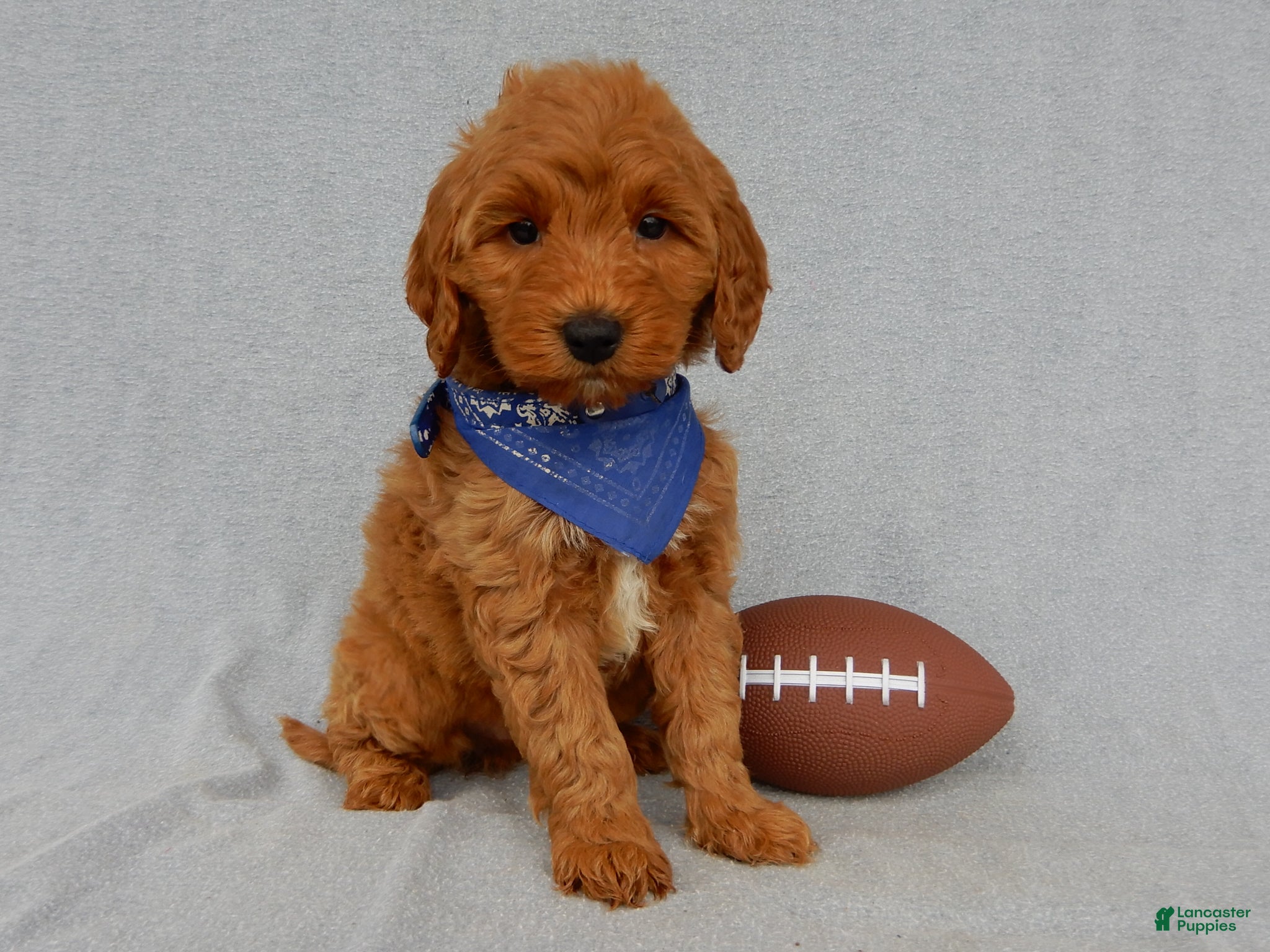 Mini Goldendoodle dogs Bryce-MEDIUM - Ad 2