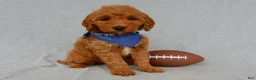 Mini Goldendoodle dogs for sale: Bryce-MEDIUM - Ad 2