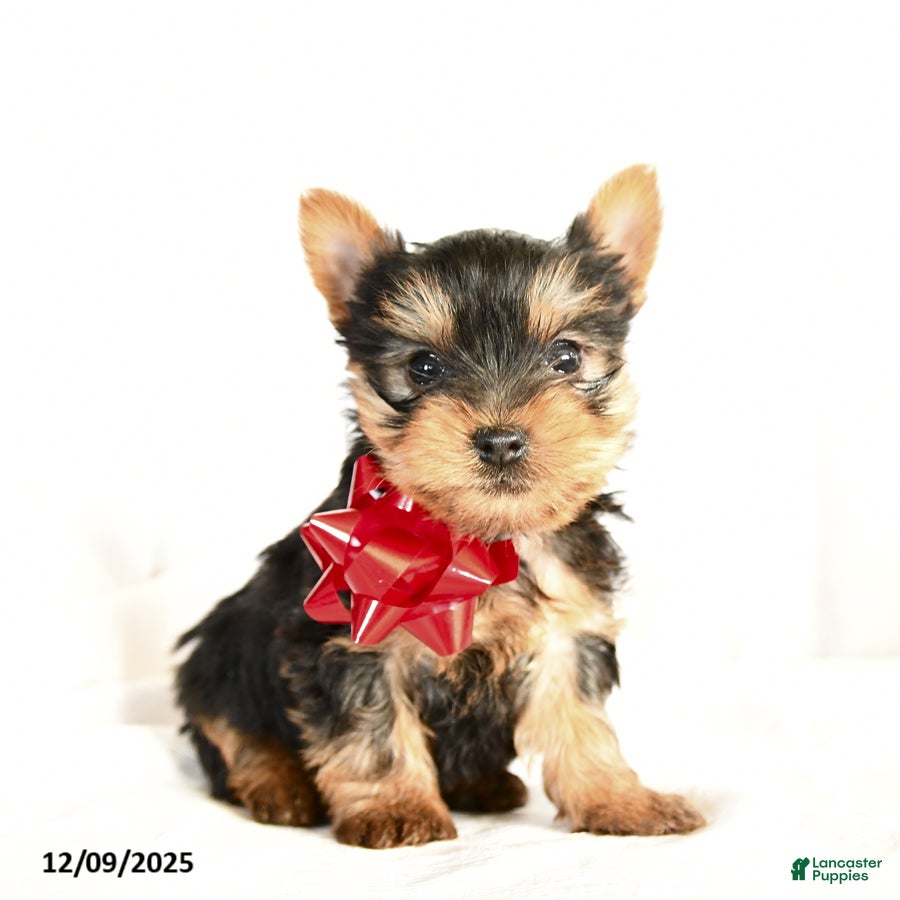 Yorkshire Terrier dogs Pauper - Ad 41
