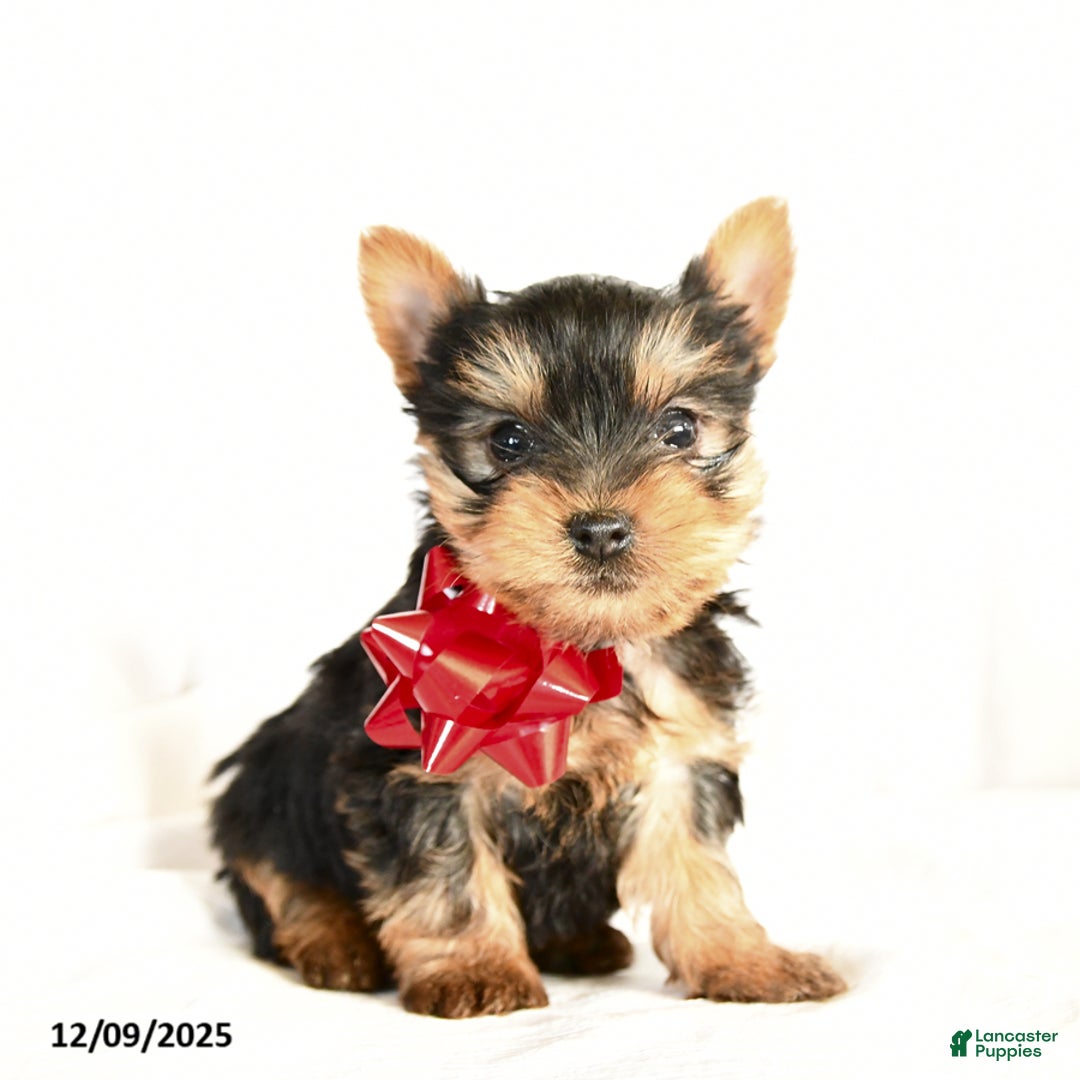 Yorkshire Terrier dogs for sale: Pauper - Ad 1